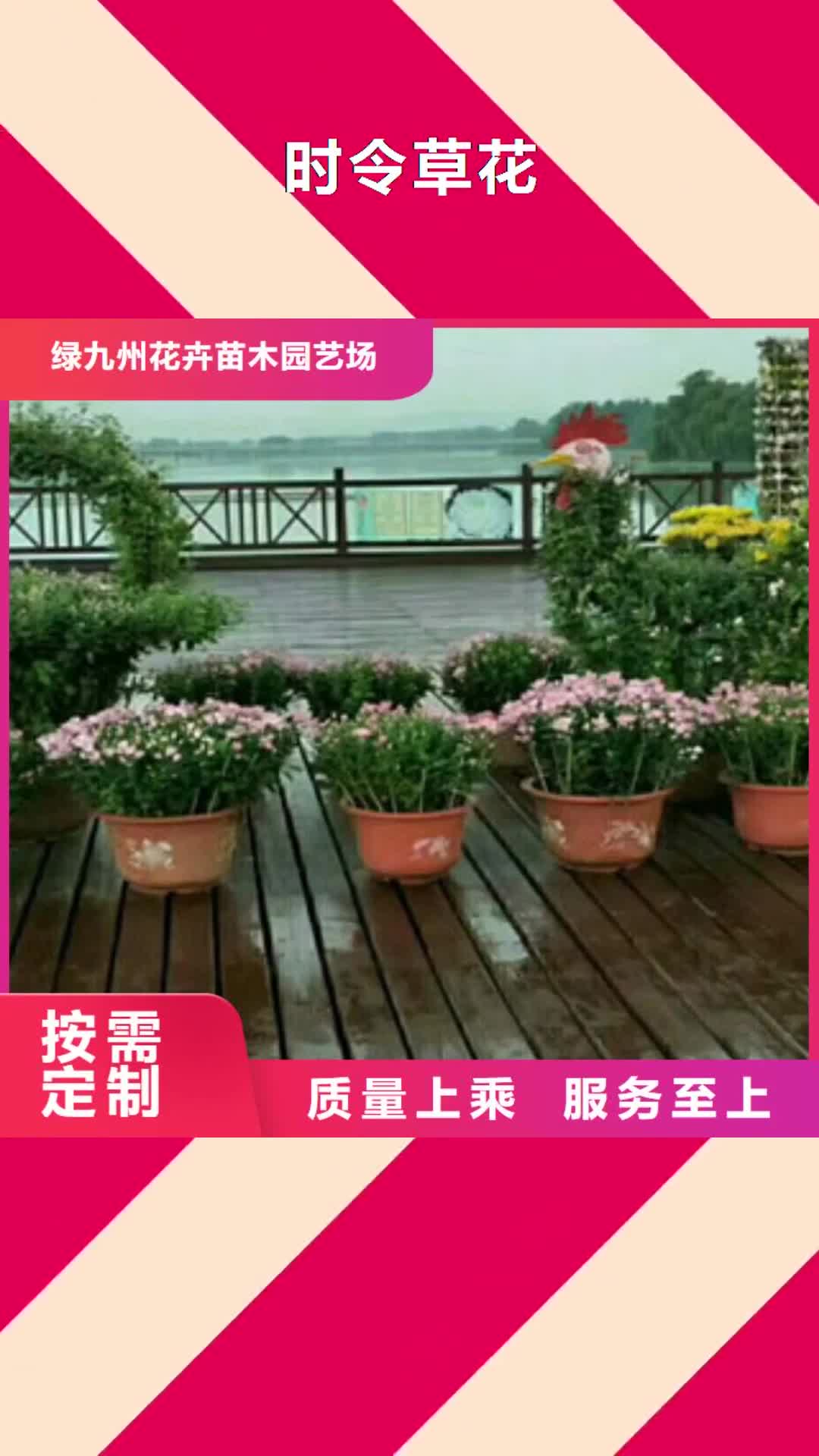 【银川 时令草花,五一国庆草花批发欢迎来电咨询】