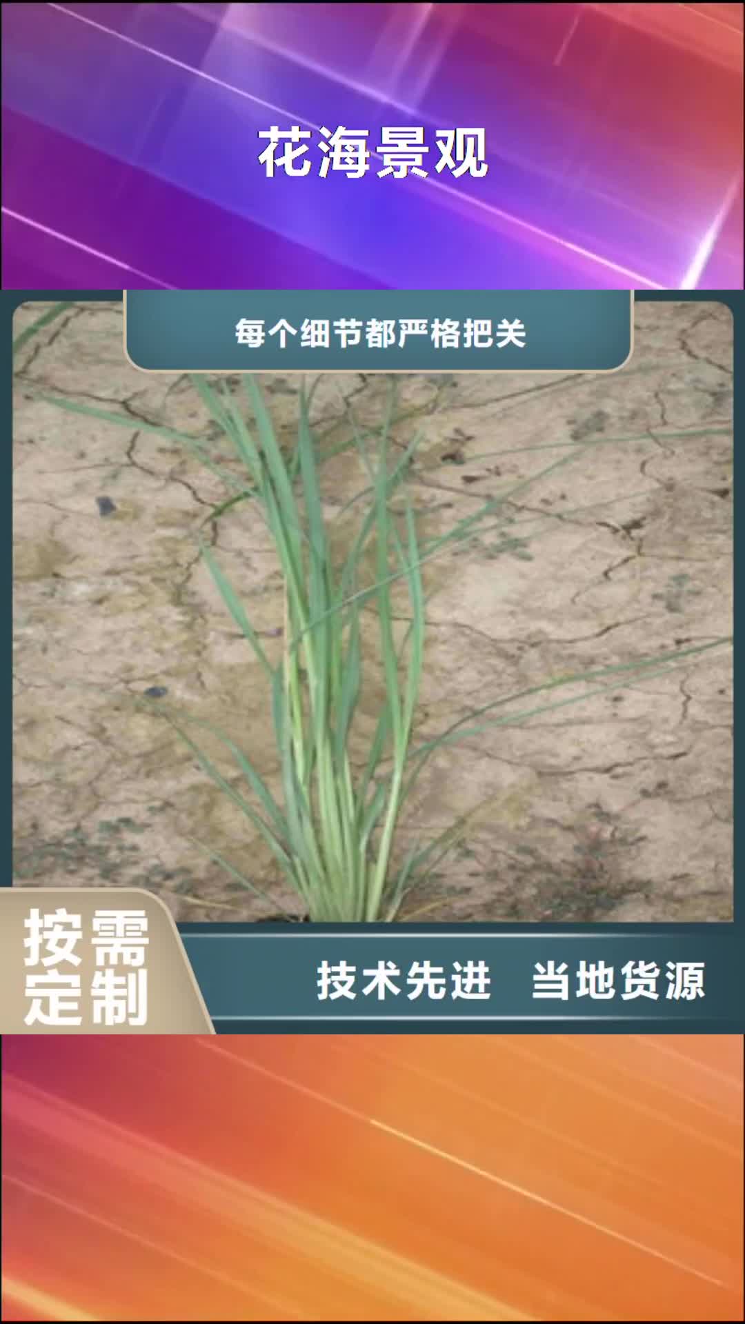 【承德 花海景观 耐寒耐旱草花基地现货采购】